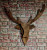 Wall decor "Deer"